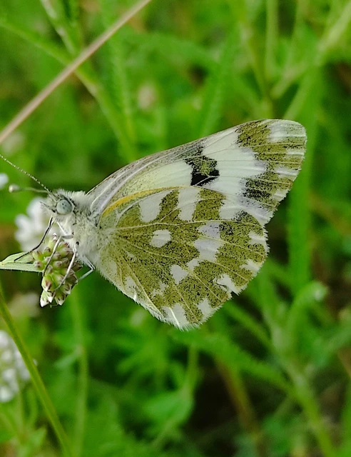 Pontia edusa - rezedalepke