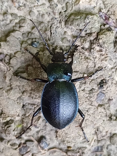 Carabus convexus - selymes futrinka Carabus convexus - selymes futrinka