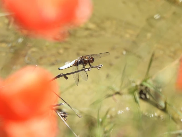 Libellula depressa - széles laposacsa