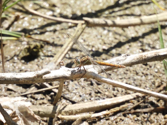 Orthetrum brunneum - pataki pásztorszitakötő