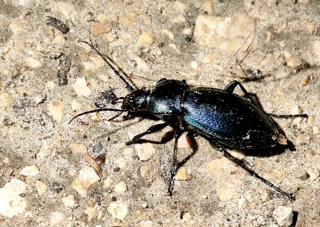 Carabus scheidleri - változó futrinka Carabus scheidleri - változó futrinka