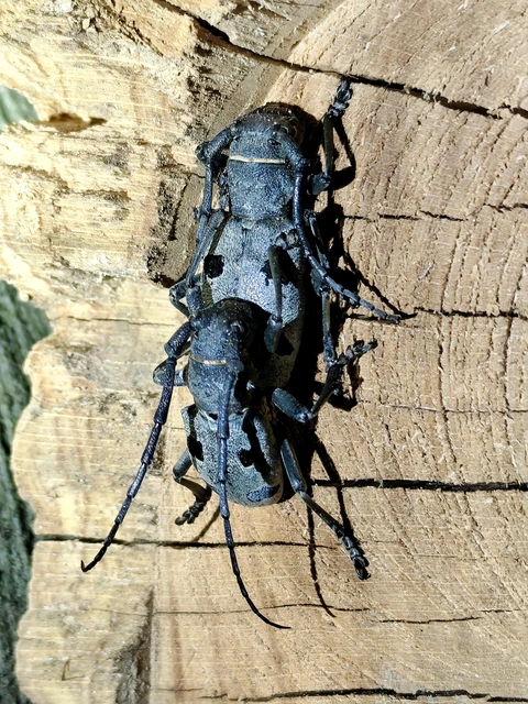 Morimus asper funereus - gyászcincér