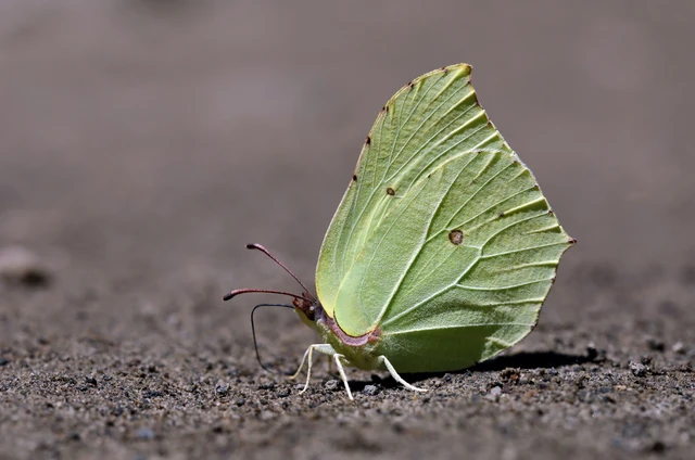 Gonepteryx rhamni - citromlepke