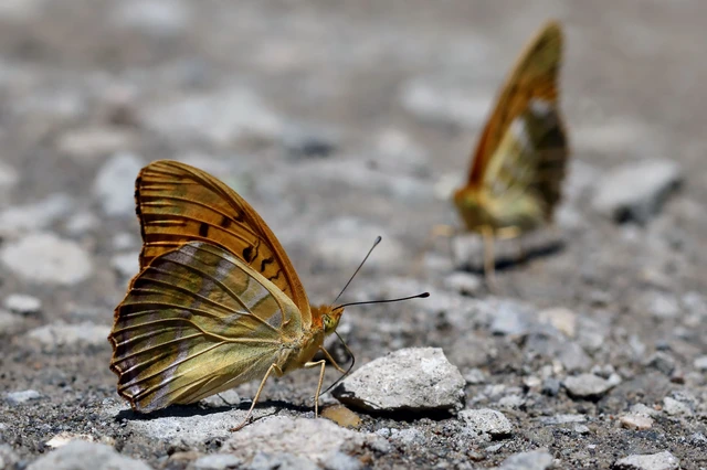 Argynnis paphia - nagy gyöngyházlepke