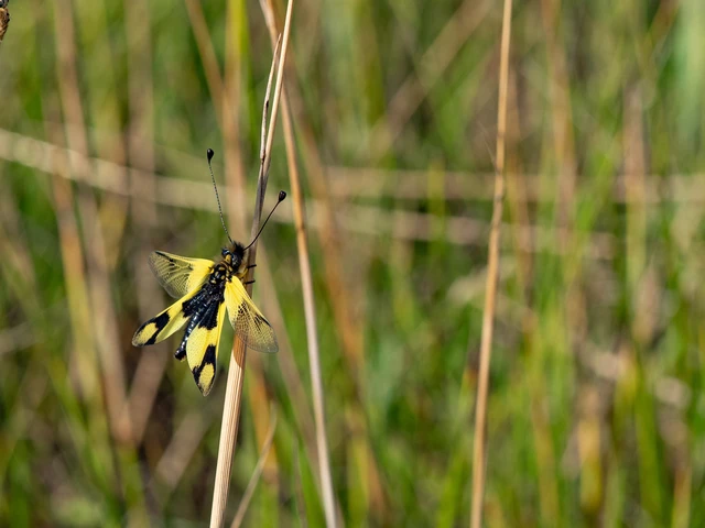 Libelloides macaronius - keleti rablópille