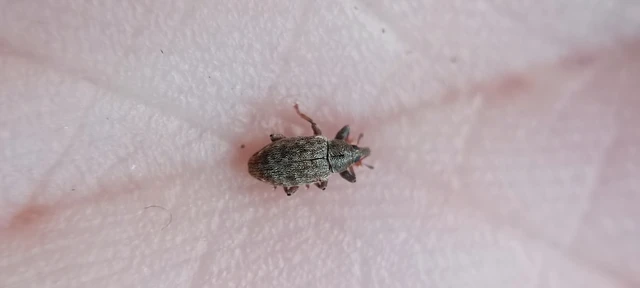 Dorytomus puberulus - feketenyár-hangormányos