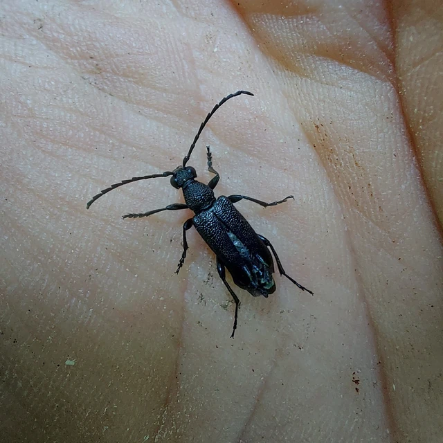 Stictoleptura scutellata - hegyi virágcincér