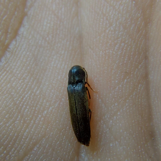 Nematodes filum - karcsú tövisnyakúbogár