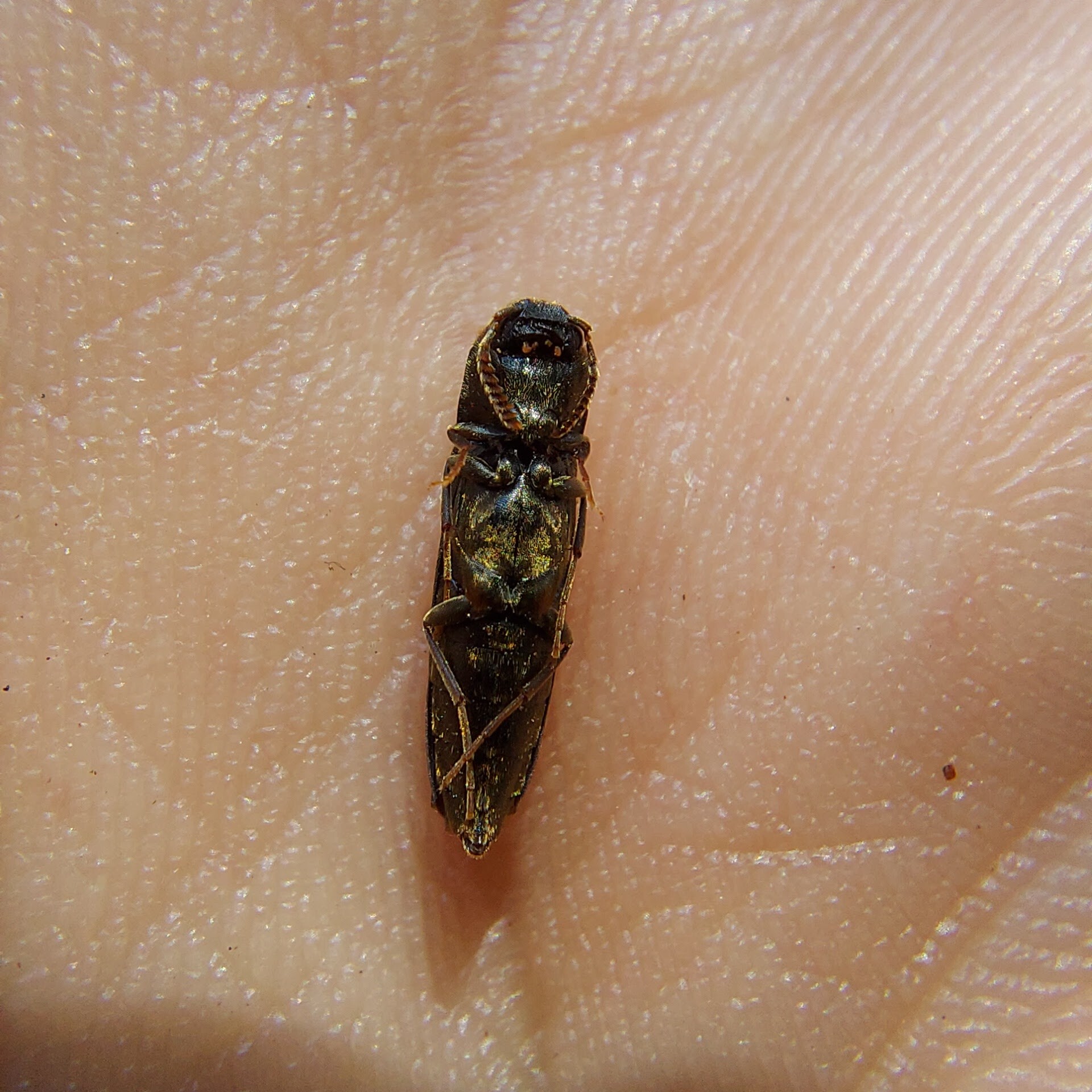 Nematodes filum - karcsú tövisnyakúbogár