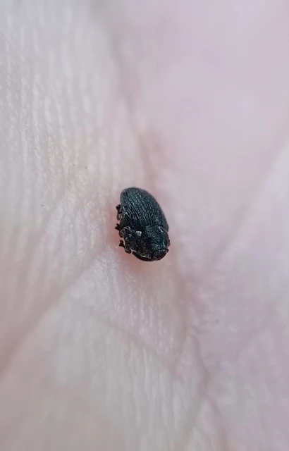 Curculionidae - ormányosbogár-félék