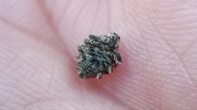 Mogulones abbreviatulus - nagy nadálytő-tarkaormányos