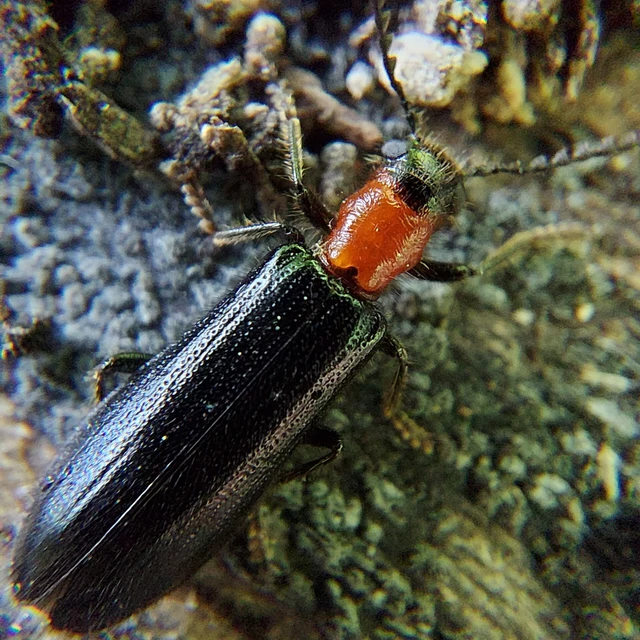 Tillus elongatus - fekete szúfarkas