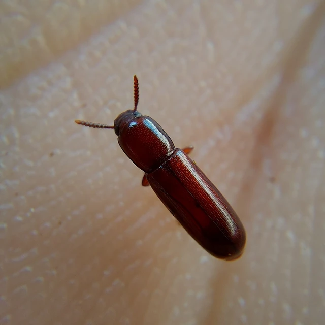 Corticeus unicolor - egyszínű kéregbújó