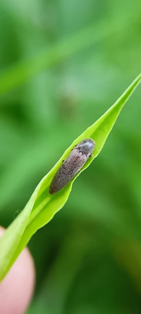 Elateridae - pattanóbogárfélék