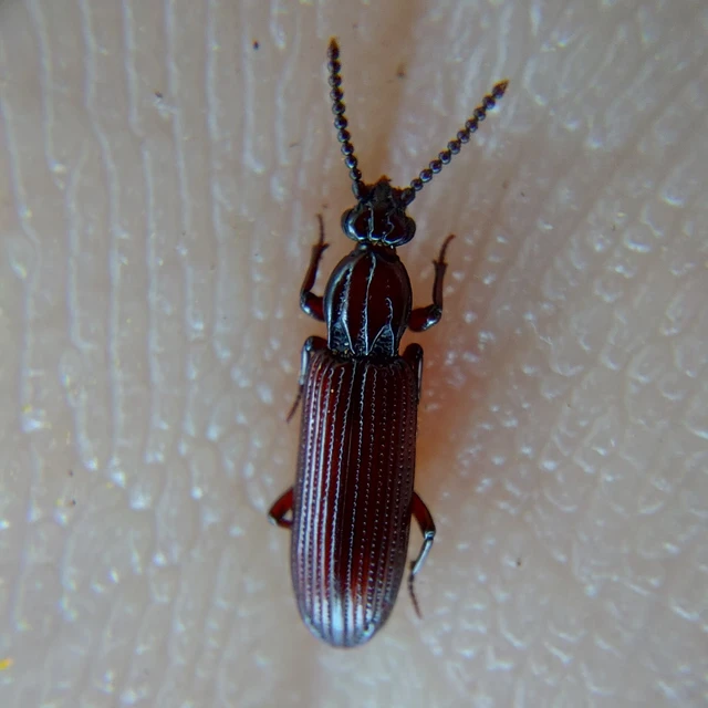 Rhysodes sulcatus - kerekvállú állasbogár