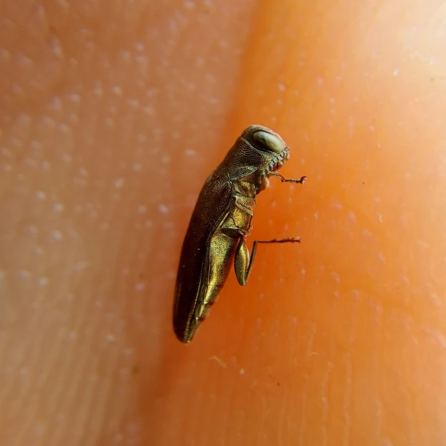 Agrilus graminis - fűrészescsápú karcsúdíszbogár
