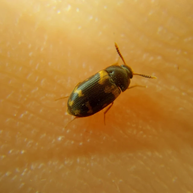 Mycetophagus piceus - hegyi gombabogár