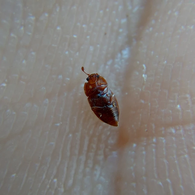 Epuraea ocularis - szemfoltos fénybogár Epuraea ocularis - szemfoltos fénybogár