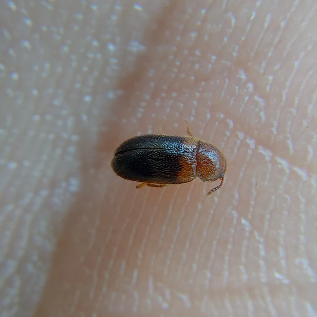 Triphyllus bicolor - kétszínű gombabogár