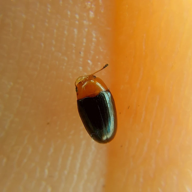 Triplax rufipes - feketehasú tarbogár