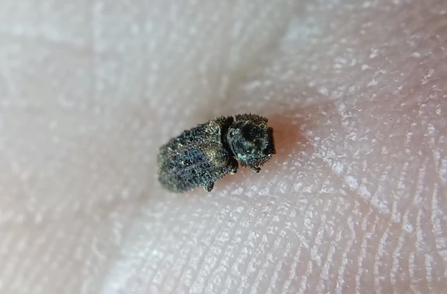 Endophloeus marcovichianus - fogasszélű héjbogár Endophloeus marcovichianus - fogasszélű héjbogár