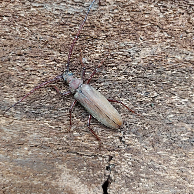 Aegosoma scabricorne - diófacincér