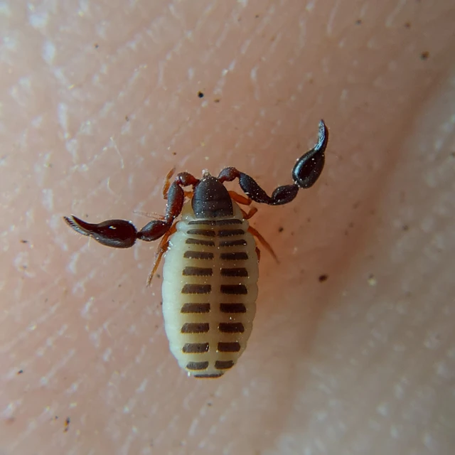 Pseudoscorpionida - Álskorpiók