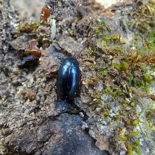 Metaclisa azurea