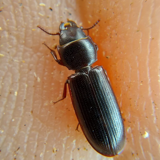 Tenebroides mauritanicus - lisztmentő korongbogár