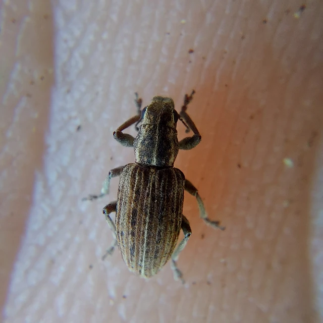 Sitona puncticollis - nagy csipkézőbogár