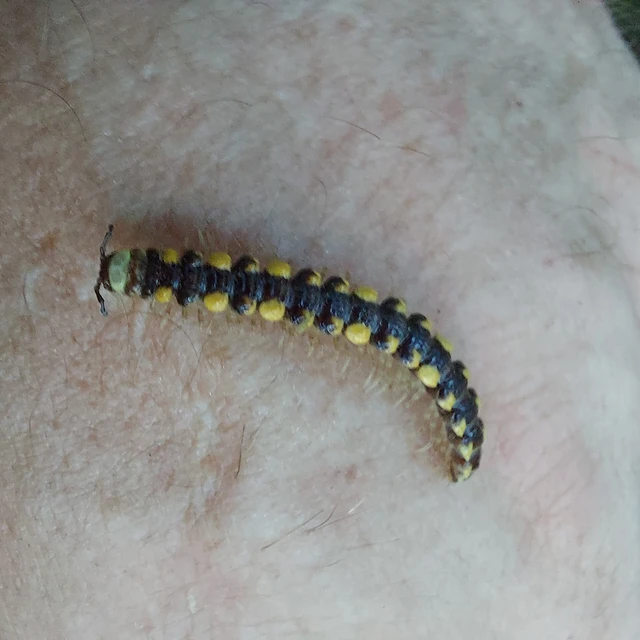 Polydesmus collaris - sárganyakú ikerszelvényes