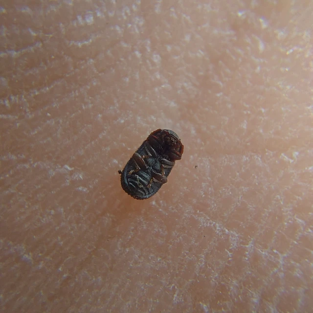 Eledona agricola