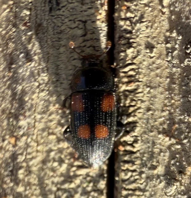 Ipidia binotata - bordás fénybogár Ipidia binotata - bordás fénybogár