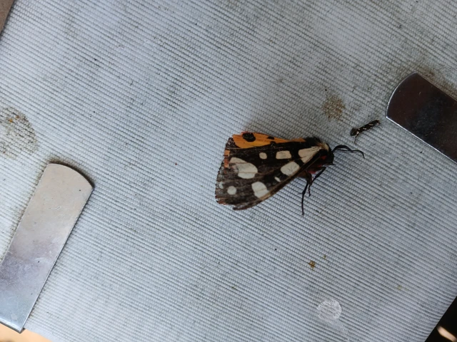 Arctia villica - fekete medvelepke