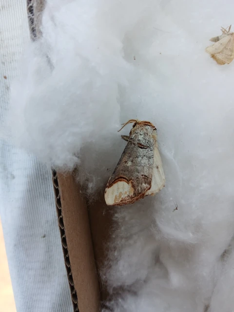 Phalera bucephala - sárgafoltos púposszövő