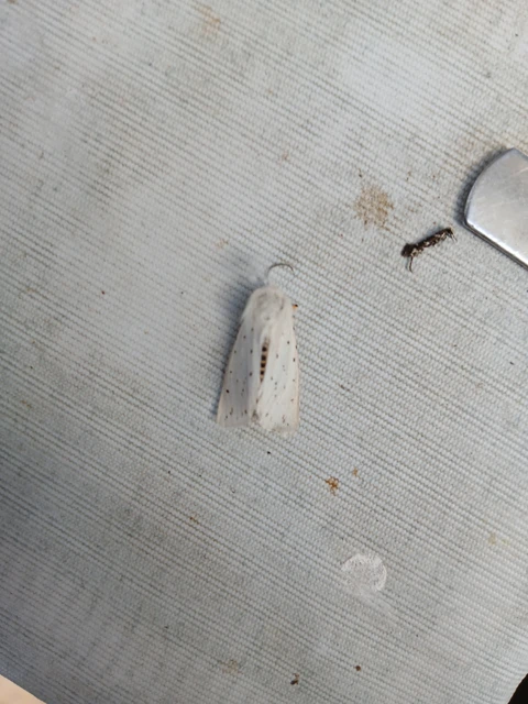 Spilosoma lubricipedum - tejszínű medvelepke