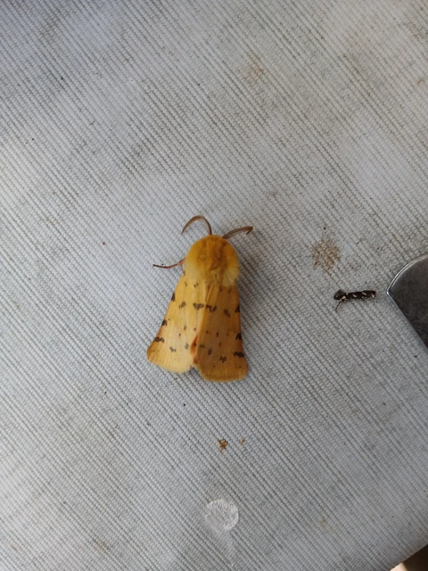 Rhyparia purpurata - bíborszínű medvelepke