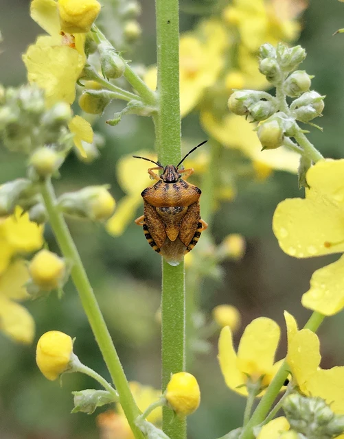 Carpocoris Carpocoris