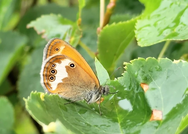 Coenonympha arcania - fehéröves szénalepke