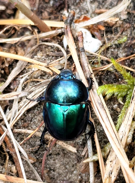 Trypocopris vernalis - tavaszi álganéjtúró
