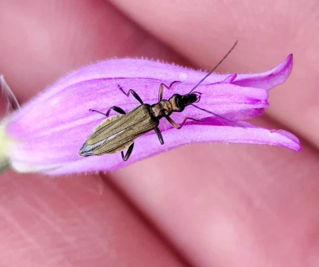 Oedemera flavipes - sárgalábú álcincér Oedemera flavipes - sárgalábú álcincér