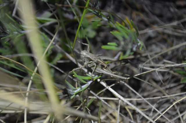 Platycleis