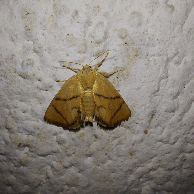 Apoda limacodes - kagylólepke
