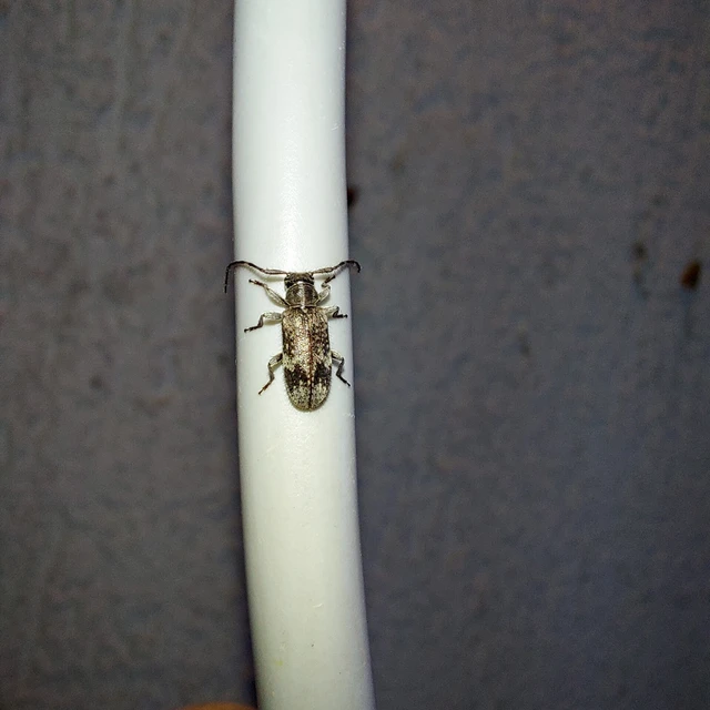 Exocentrus adspersus - tölgyfa-rőzsecincér