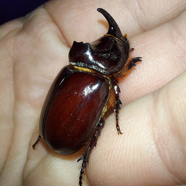 Oryctes nasicornis - orrszarvú bogár