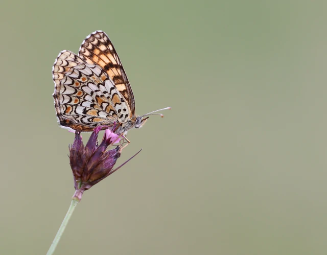 Melitaea phoebe - nagy tarkalepke