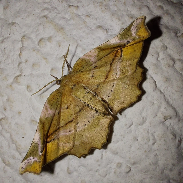 Apeira syringaria - orgona-araszoló