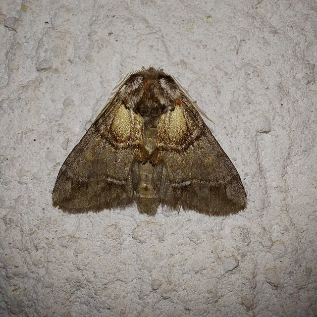 Drymonia velitaris - hegyi púposszövő