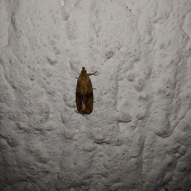 Celypha striana - pitypangfúró tükrösmoly