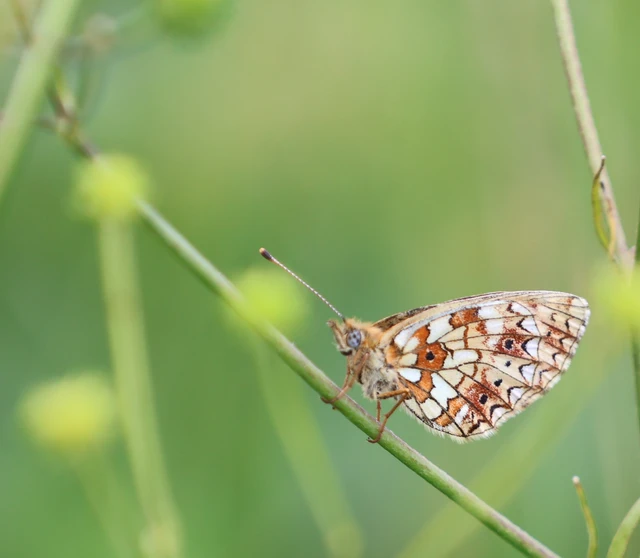 Boloria selene - fakó gyöngyházlepke